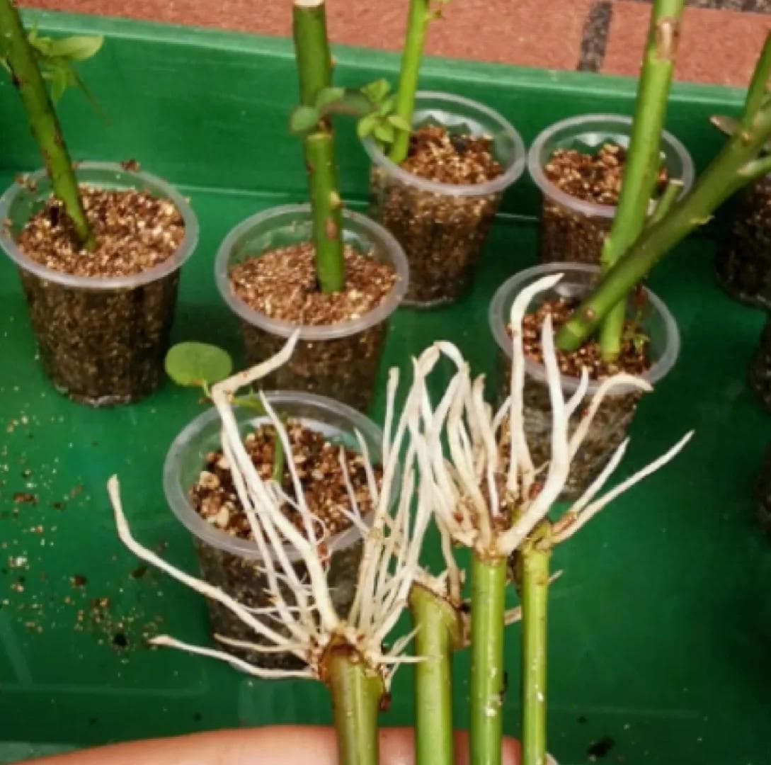 冬至前后，又可以扦插11种花了，真心“好活、好开花”