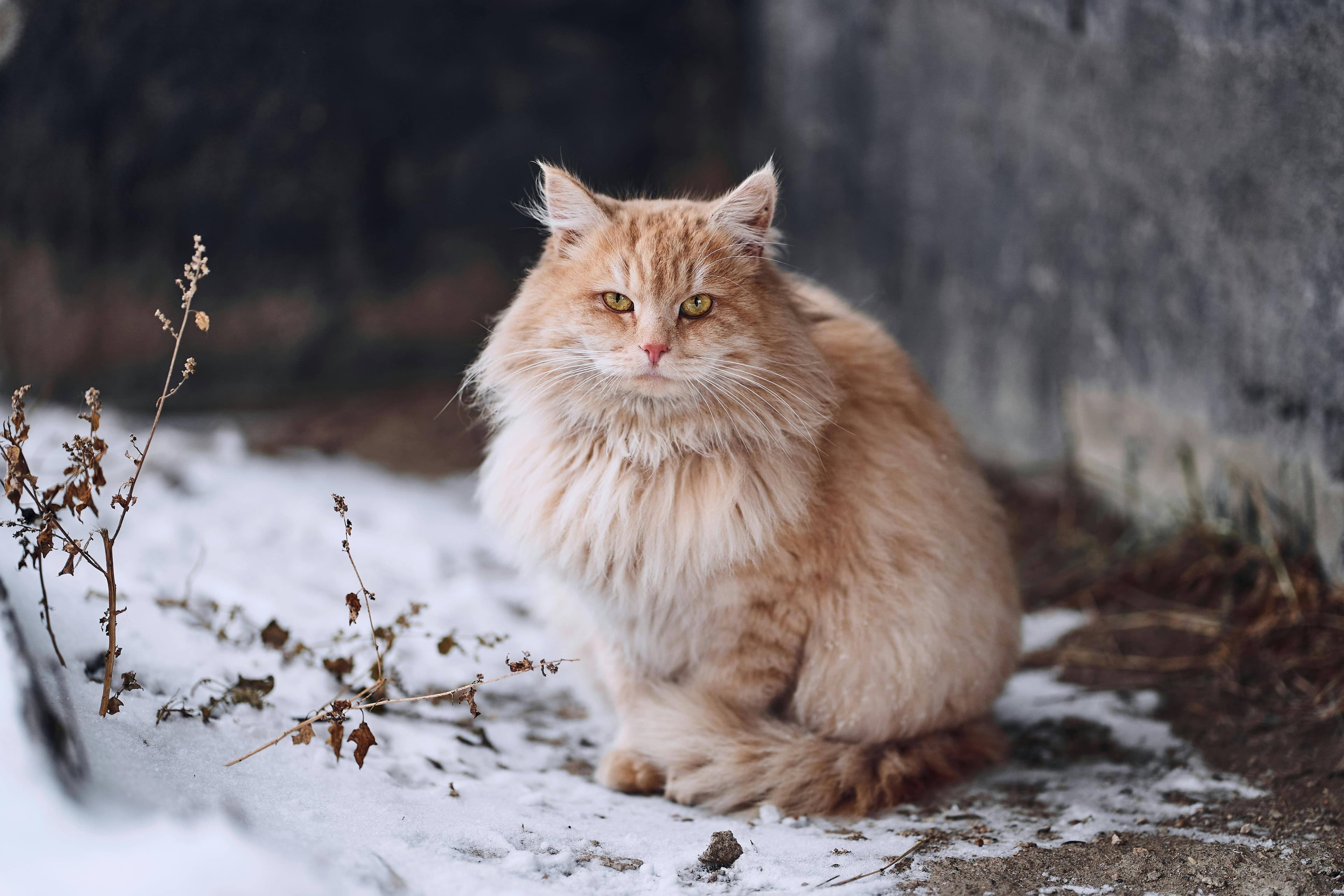 梵希娅洗护课堂丨猫猫怎么养护出柔软顺滑的皮毛？