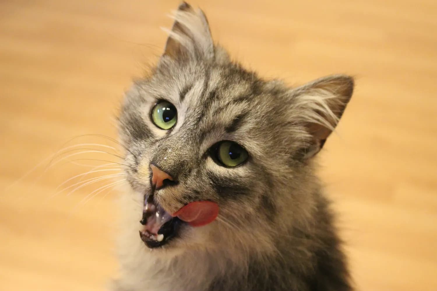 猫咪吐舌头是为什么？四种情况帮你轻松判断