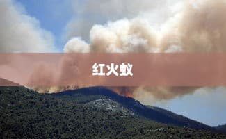 世界上最可怕的蚂蚁，红火蚁及其致命威胁