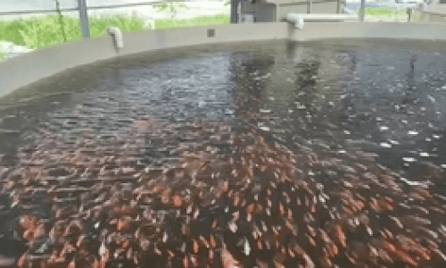 养鱼如何养好水：打造优质水族环境的全方位指南
