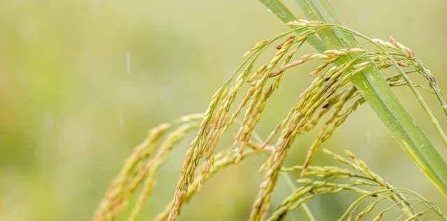湖广熟天下足：中国古代产粮中心南移与经济中心南移的关系