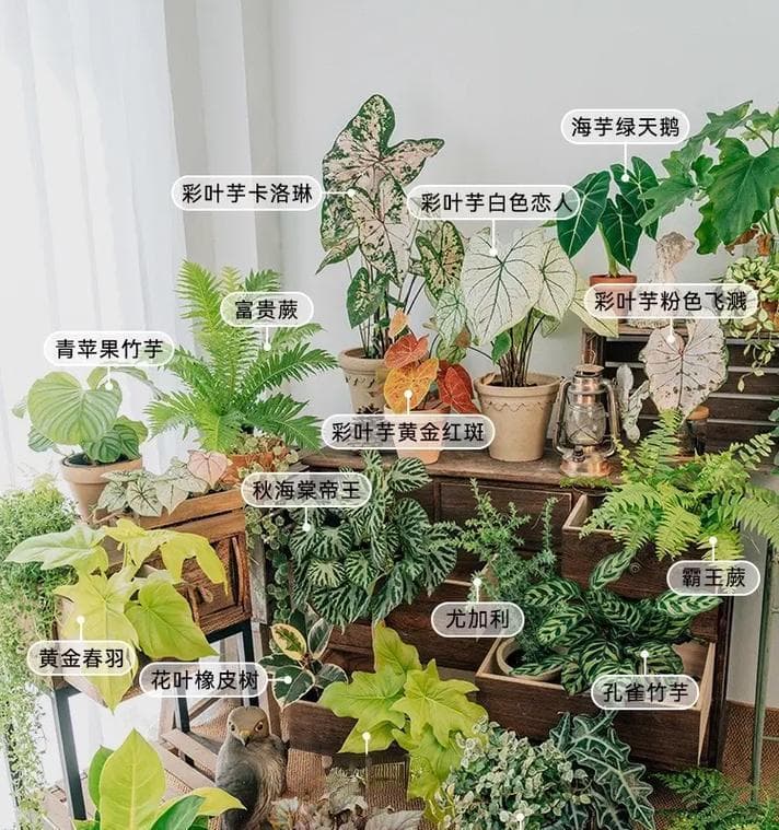 室内植物选择推荐：哪些既不怕晒又好养？