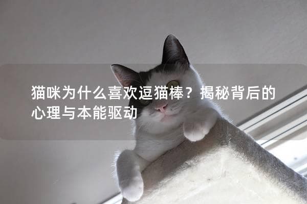 猫咪为什么喜欢逗猫棒？揭秘背后的心理与本能驱动
