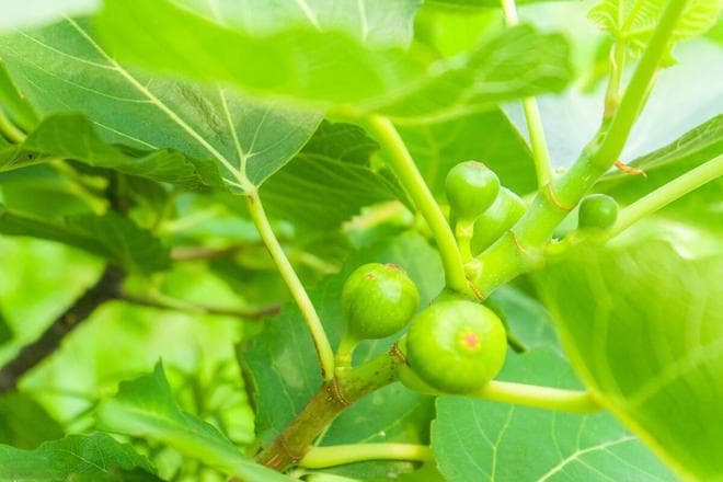 无花果种植时间和方法