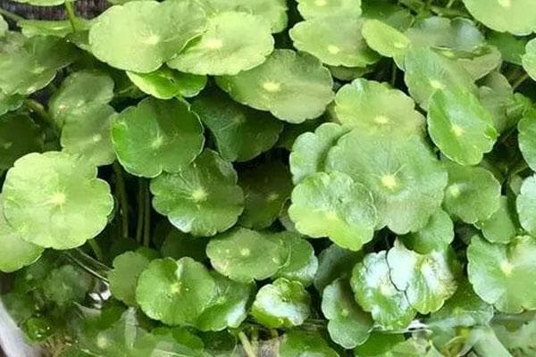 铜钱草的特点和养殖方法