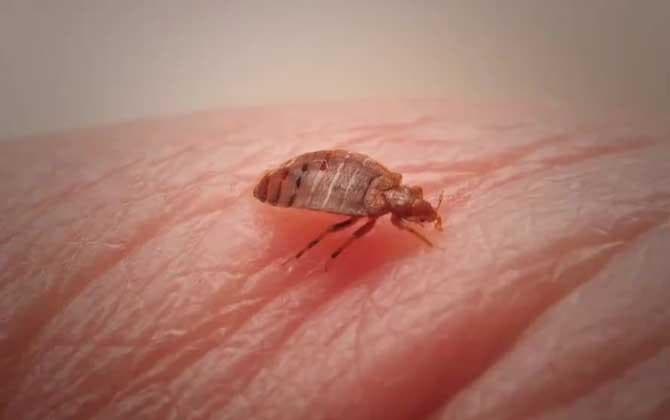 臭虫图片及发育周期
