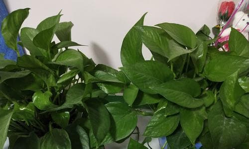 教室最适合种植的植物种类与养护方法（打造舒适环境，提高学习效率）
