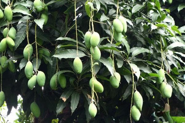 芒果种子怎么发芽种植？