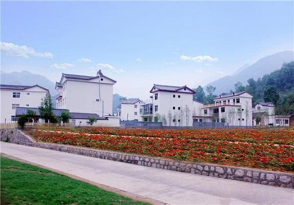 梧桐树的生态价值与园林应用研究