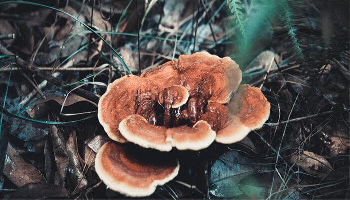 野生灵芝和种植灵芝的区别