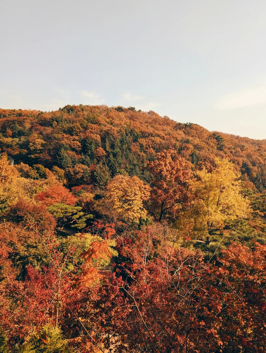 重庆仙女山：秋季赏红叶正当时！