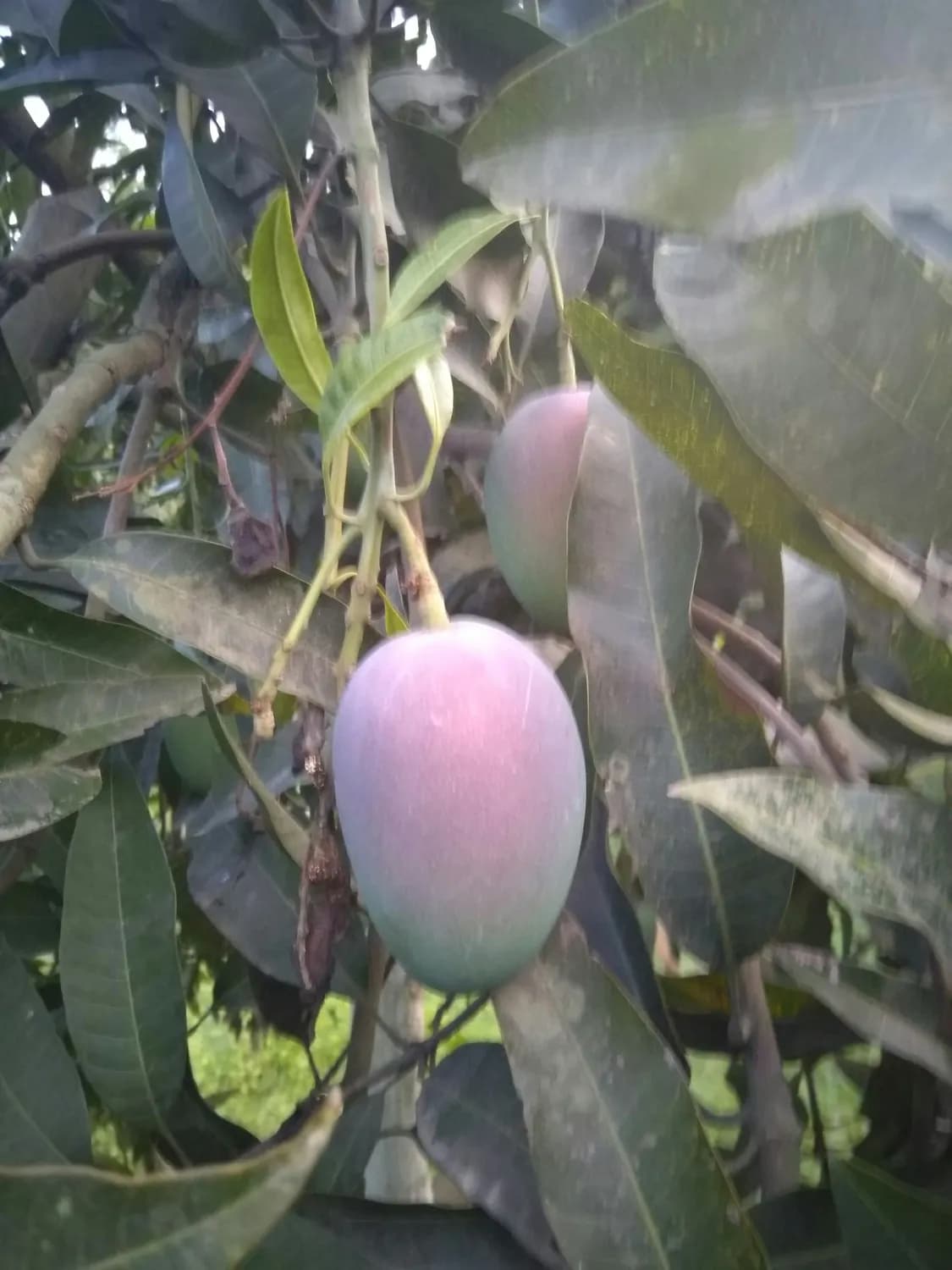攀枝花芒果：晚熟的“全能选手”如何称霸水果界