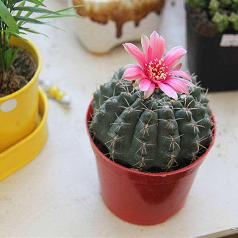 卧室养什么花好，这“10种”好看好养，种一盆，净化空气、促睡眠