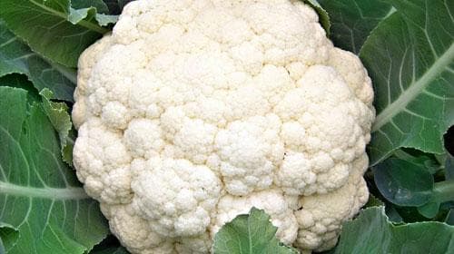 菜花的功效与作用、禁忌和食用方法