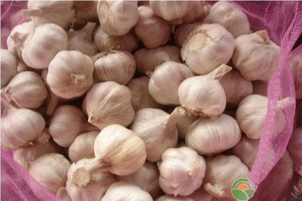 科学种植是关键：一文详解大蒜高产栽培技术