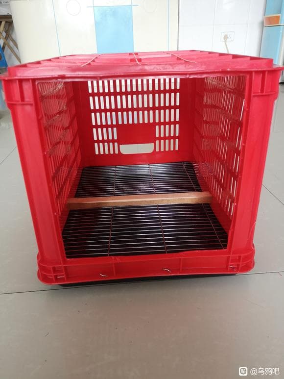 白颈鸦的饲养与训练