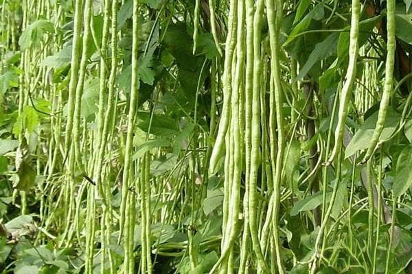 豆角种子泡水几个小时种最好？