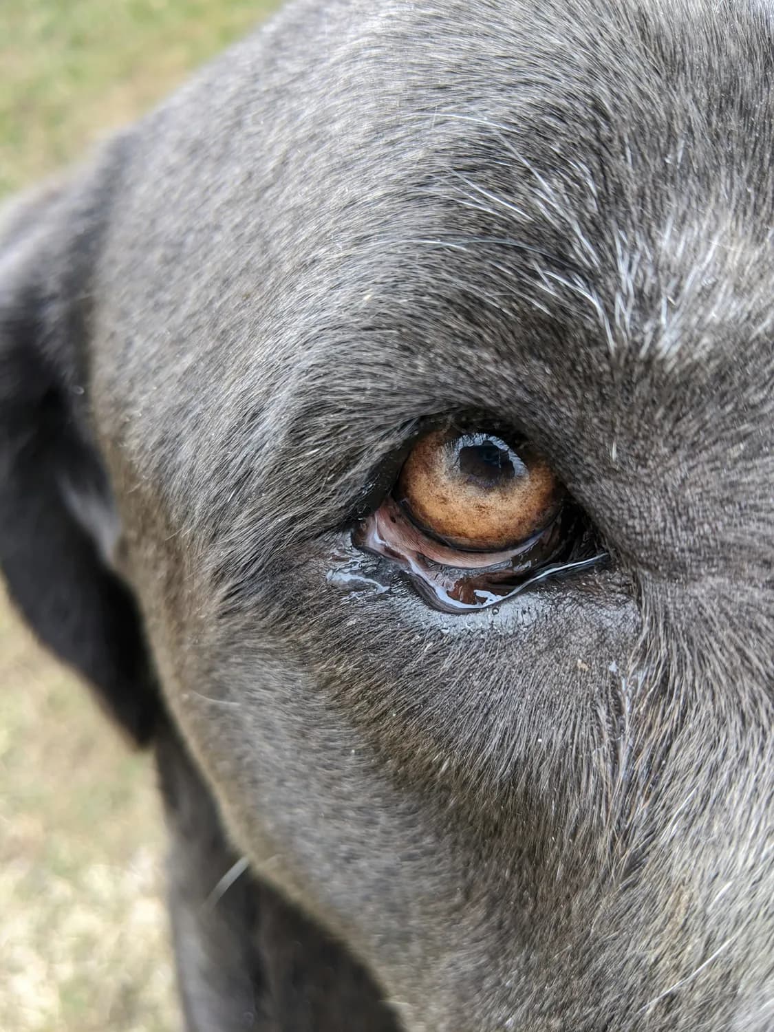 老年犬白内障预防全攻略：从症状识别到日常护理