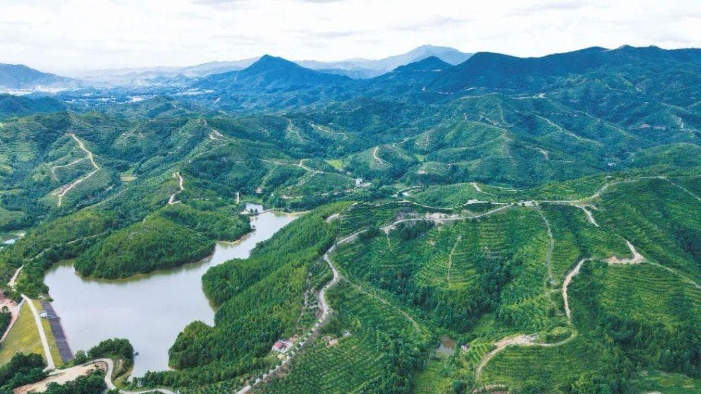 江西赣州：奔跑在油茶产业高质量发展路上的示范者