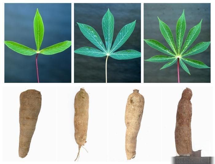 营养、风味双提升 研究揭示木薯叶在功能食品领域的潜力