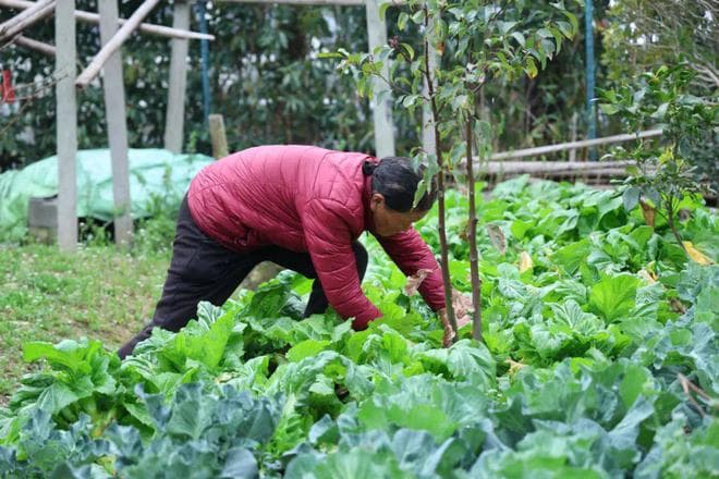 “娃娃菜”还是“儿菜”？这款春菜的两种美味吃法，你值得拥有！