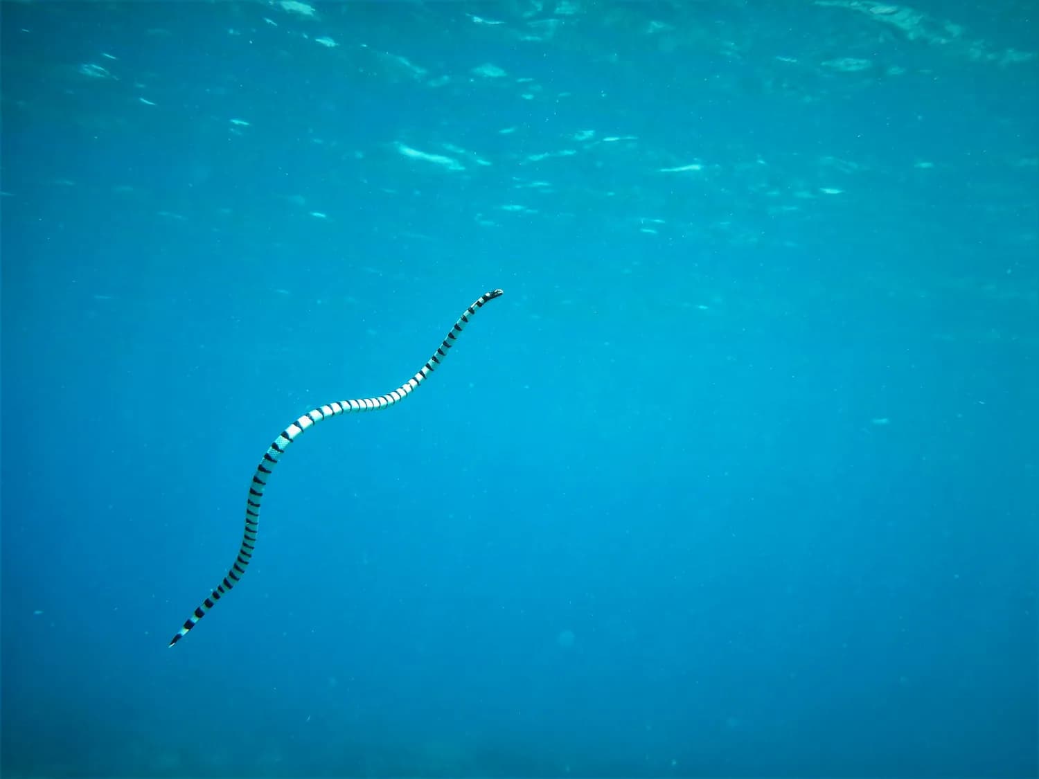 平颏海蛇与温泉蛇：极端环境中的生存奇迹