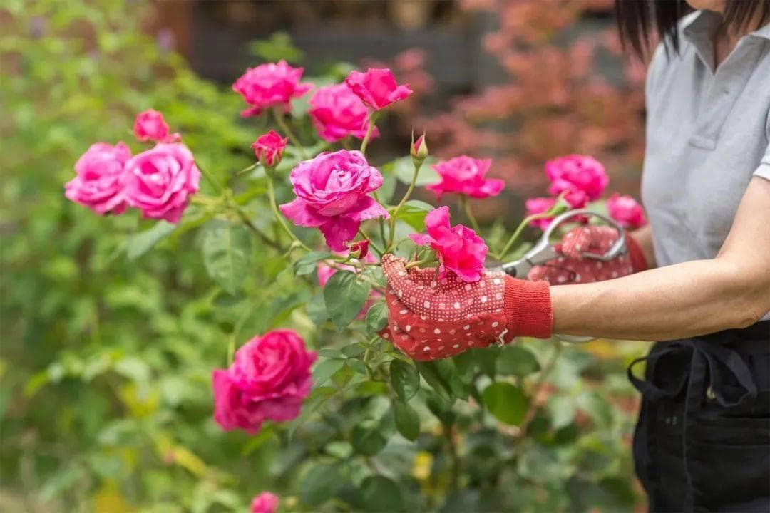 月季花后修剪的正确方法（干货满满）