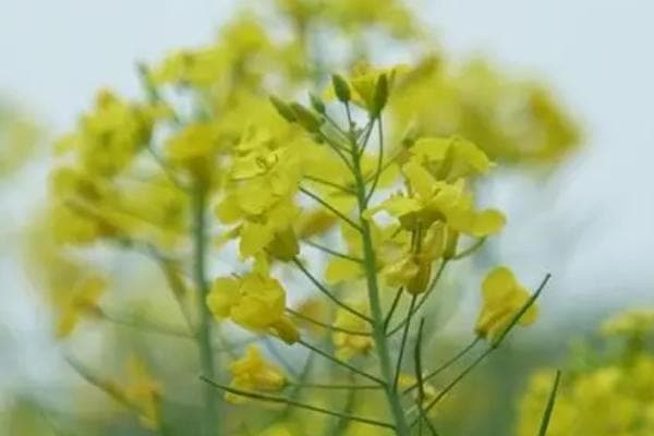 绿叶菜的品种，包括油菜、菠菜、生菜等种类