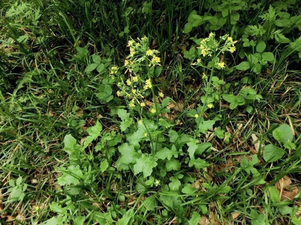 农村的4种“还魂草”，第1种是春季极品野菜，最后一种遇水就能复活