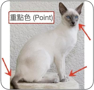 猫咪一直叫不停？四种常见情况与处理重点