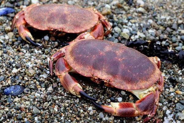 面包蟹：欧洲著名海鲜的全方位解析