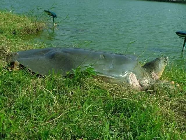 斑鳖的现状及保护问题