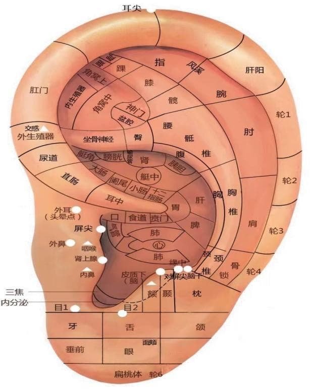 解密耳朵健康密码，中医耳穴实力圈粉