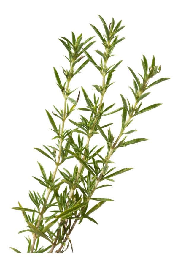 藏茵陈功效与使用禁忌：从利胆退黄到消炎止痛