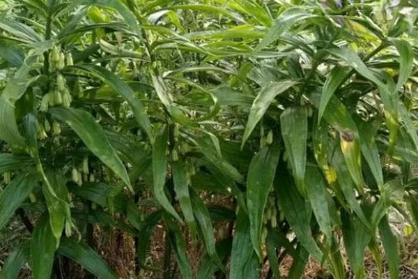黄精种植技术全攻略：从土壤选择到后期管理