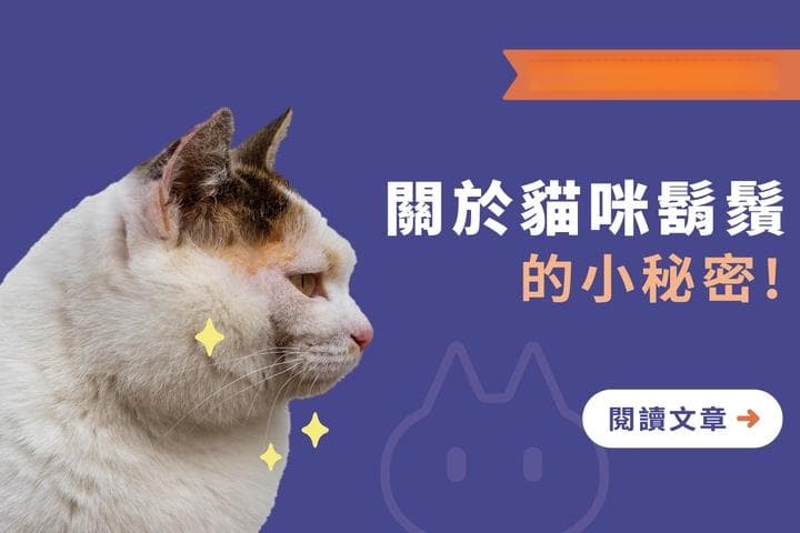 猫咪胡须的秘密：不仅仅是装饰