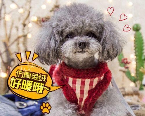 狗绳使用指南：如何正确地给宠物套上狗绳