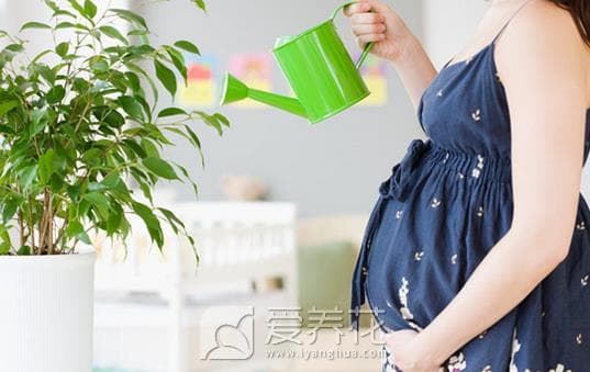 孕期养花禁忌多！孕妇家里不能养这些花卉绿植
