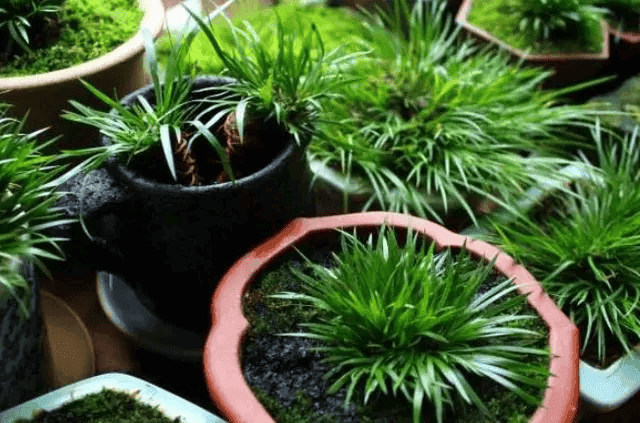 菖蒲养得太拥挤？教你“分株繁殖”的方法，成活率高长得更好