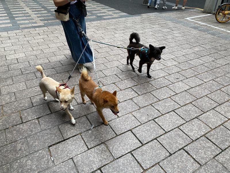 参与打造现代都市，狗为何能在城市“找到工作”？
