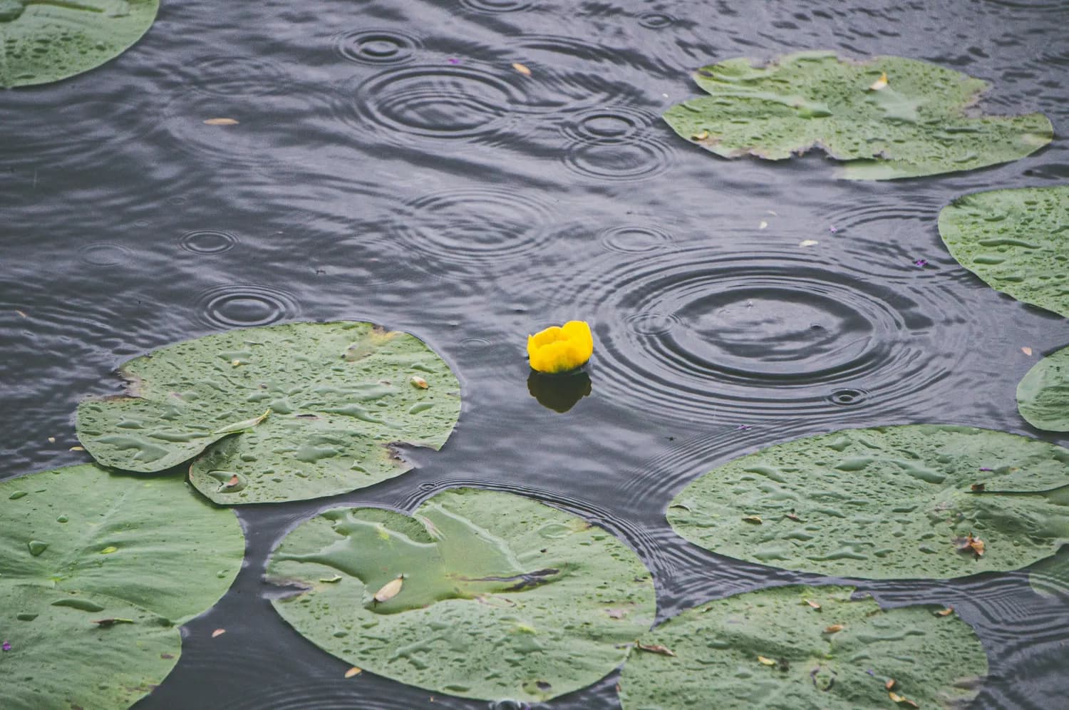 莲花：湿地生态守护者