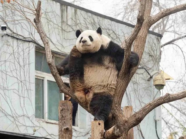 中国各地动物园大熊猫游览攻略