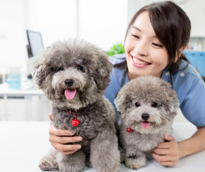 拥有迷人背景的9种中国犬种