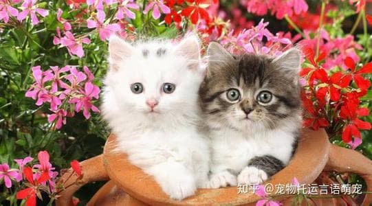 “宠物出行指南，猫咪托运必备！”