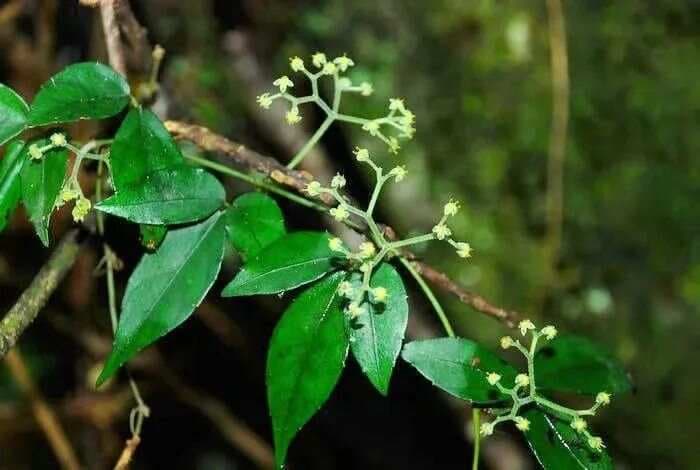 三叶青：深山中的“药王草”，只有三片叶子，价值却极高