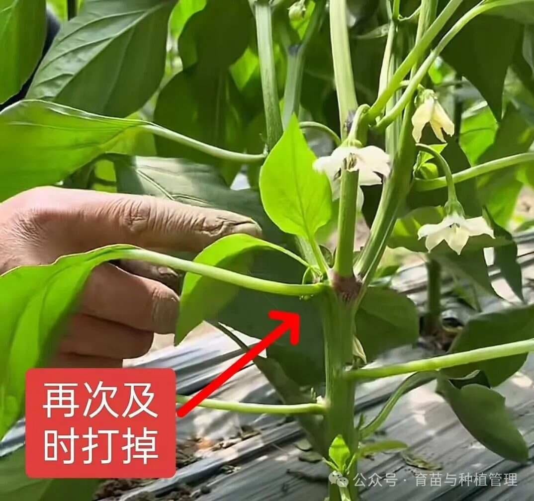 辣椒的六种整枝方法