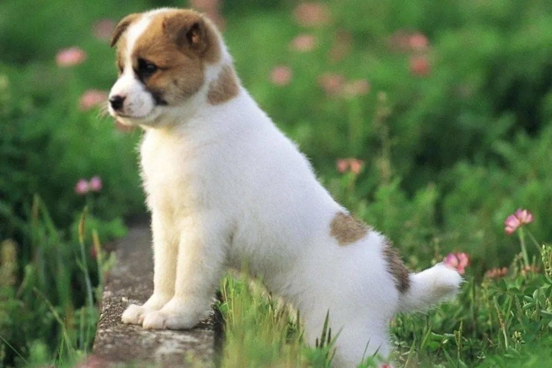狗狗寄养如何选择？