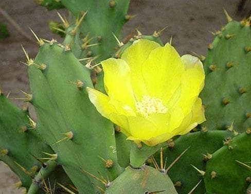 家居风水植物全指南：28种植物详解及摆放位置建议
