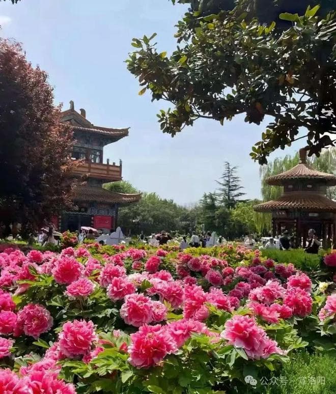 洛阳清明假期攻略：牡丹花海遇上祭扫高峰，这份避堵指南让你玩转洛阳！